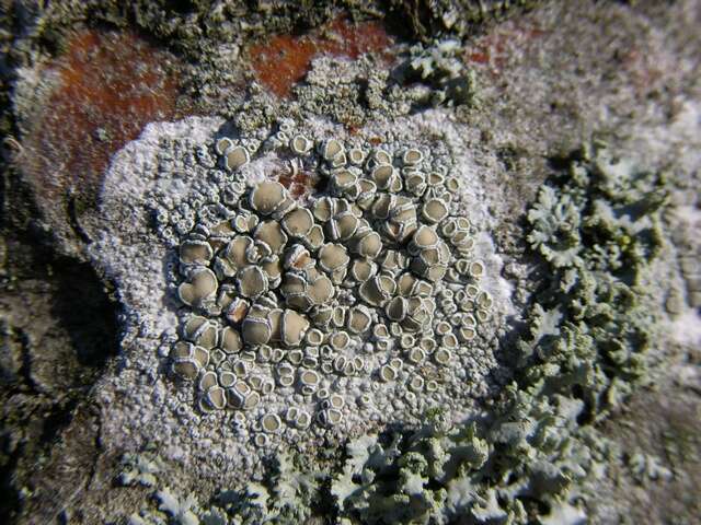 Image of rim lichen