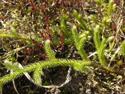 Image of <i>Lycopodium clavatum</i>