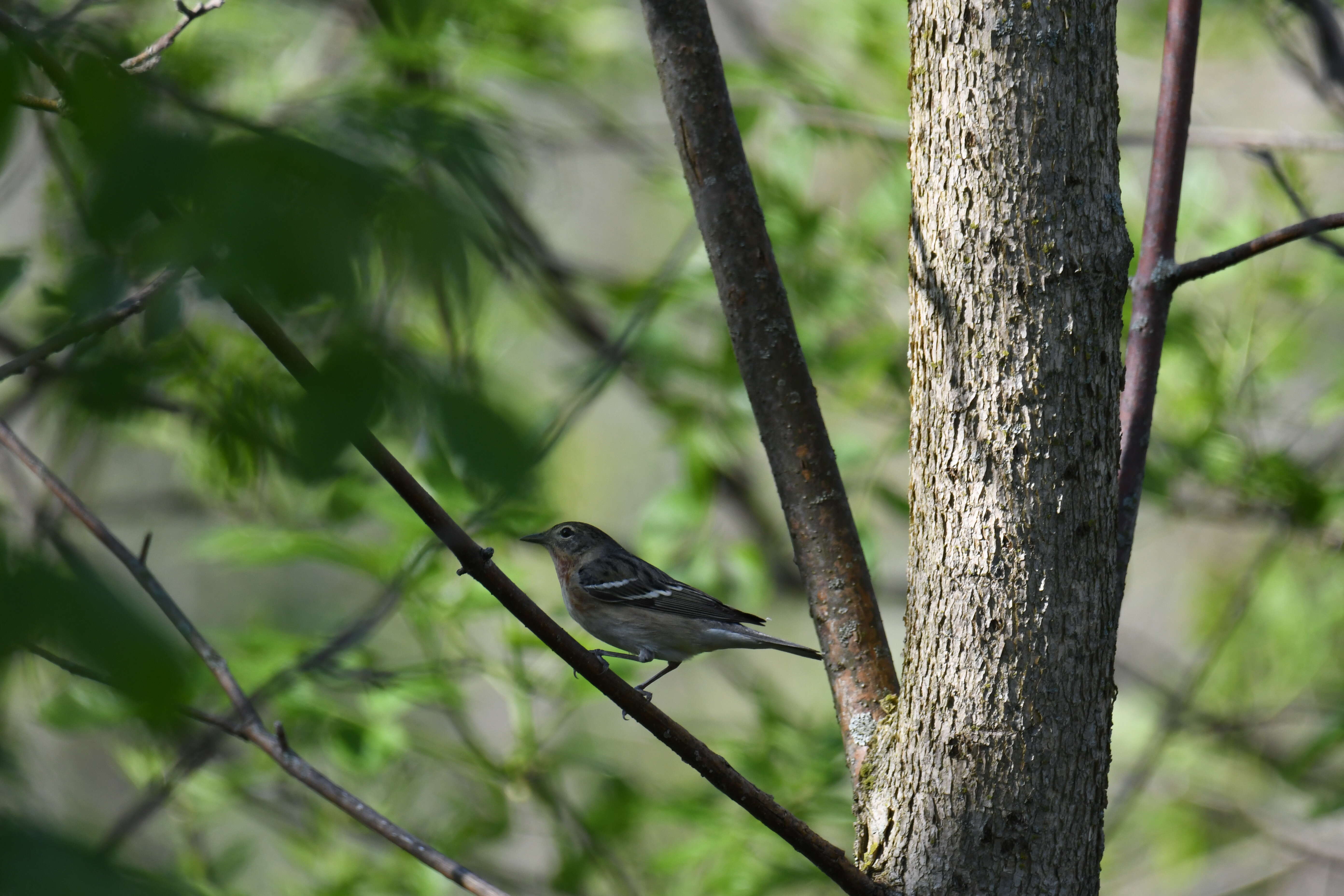 Image of Bay-breasted Warbler