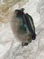 Image of Natterer's Bat