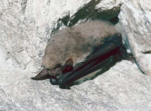 Image of Natterer's Bat