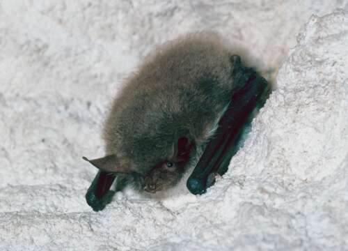 Image of Natterer's Bat