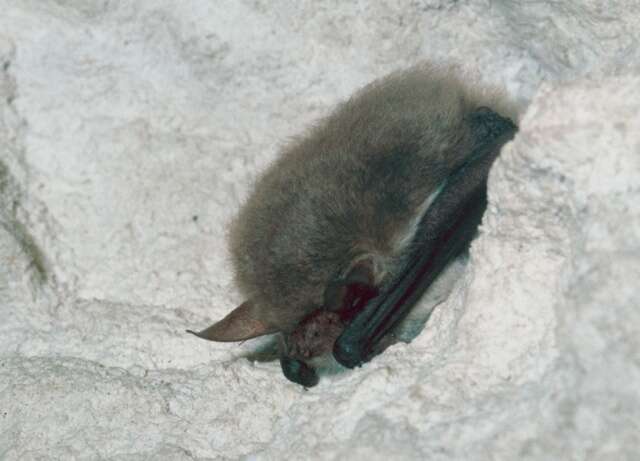 Image of Natterer's Bat