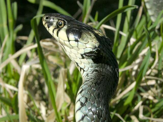 Image of Grass snakes