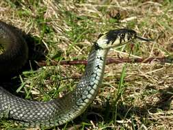 Image of Grass snakes