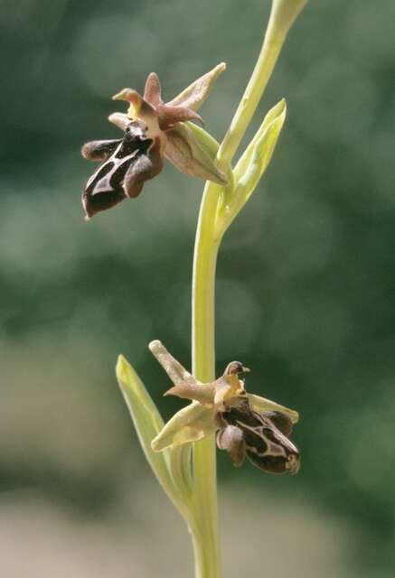 Image of Ophrys cretica (Vierh.) E. Nelson