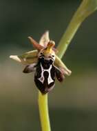 Image of Ophrys cretica (Vierh.) E. Nelson