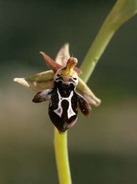 Image of Ophrys cretica (Vierh.) E. Nelson