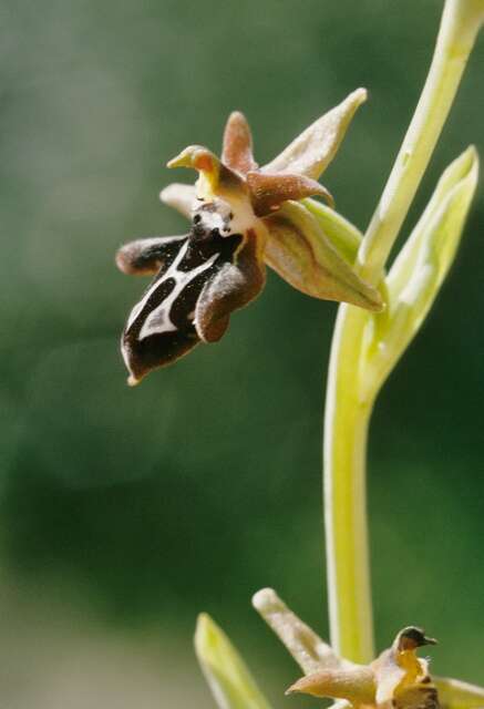 Image of Ophrys cretica (Vierh.) E. Nelson