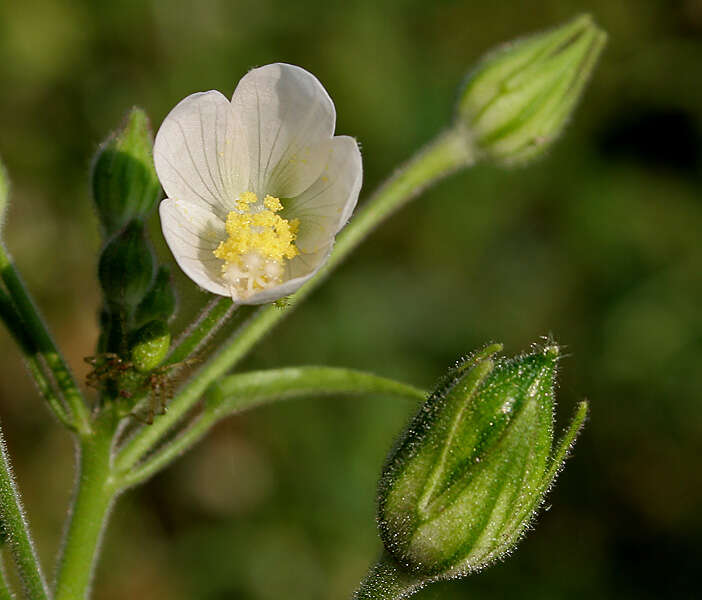 Image of Hibiscus lobatus (Murray) Kuntze