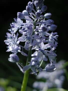 Image de Hyacinthoides