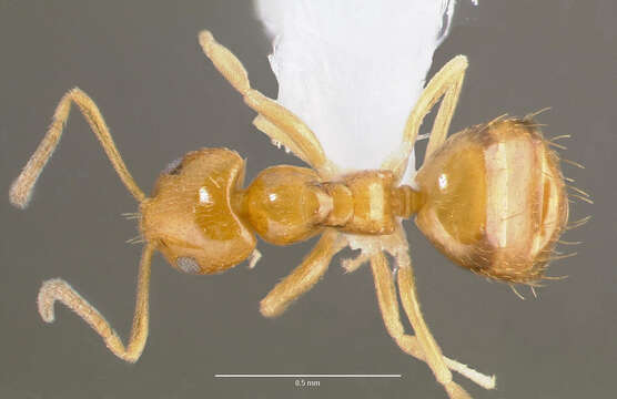 Image of Little yellow ant