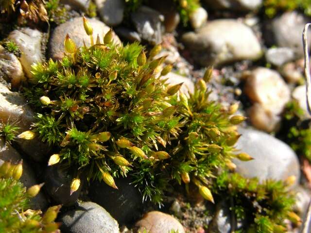 Image of orthotrichum moss