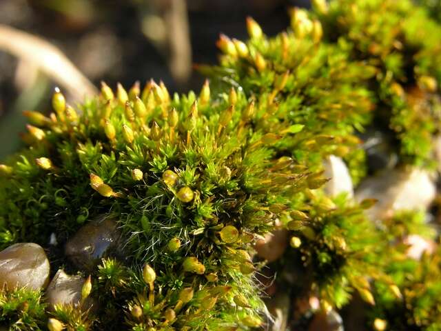 Image of orthotrichum moss