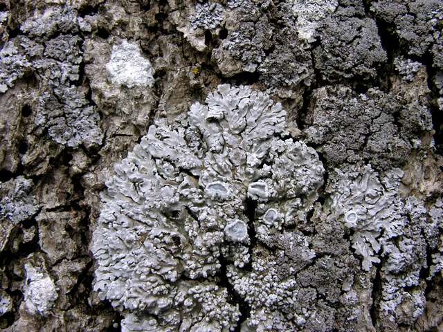 Image of rosette lichen