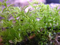 Image of Hart's-tongue Thyme-moss