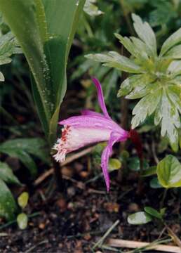 Image of Peacock orchids