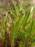 Image of Bird Wheat