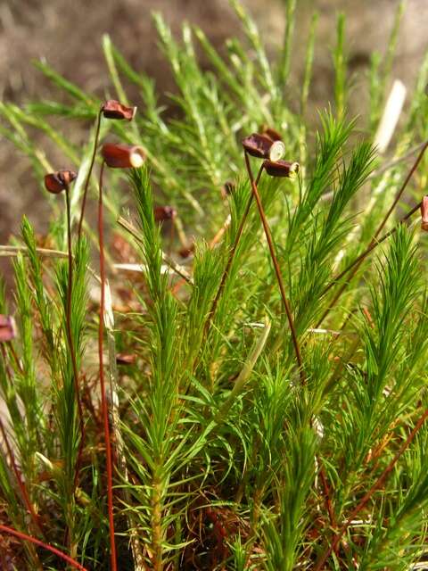 Image of Bird Wheat