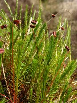 Image of Bird Wheat