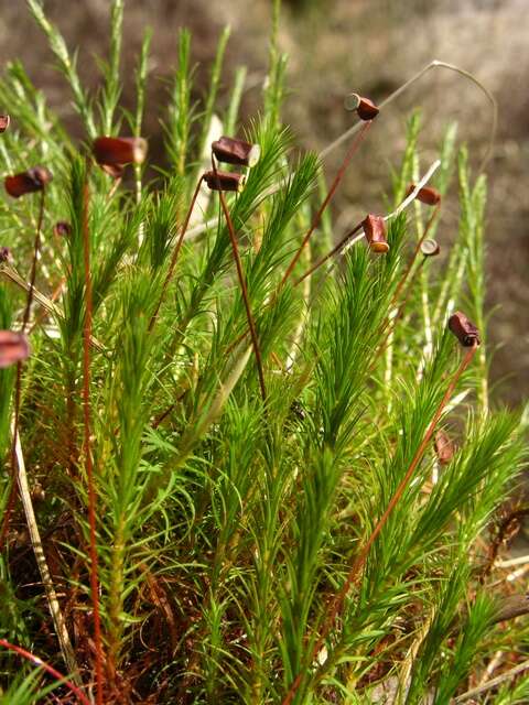 Image of Bird Wheat