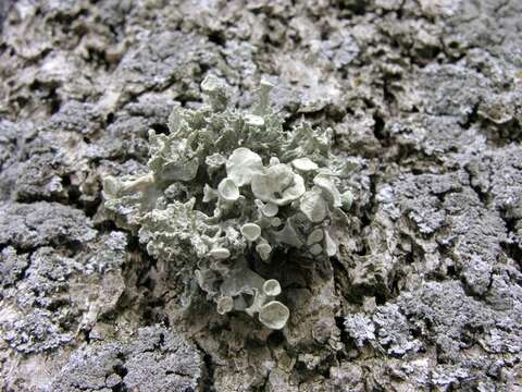 Ramalina fastigiata (Pers.) Ach.的圖片