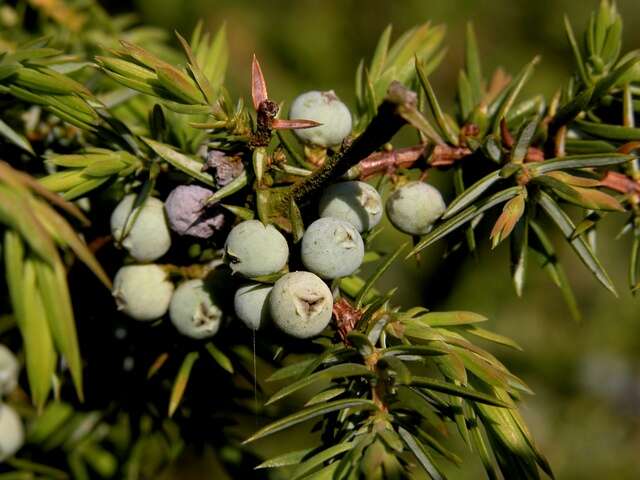 Image of juniper