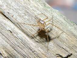Sivun Sylkijähämähäkit kuva