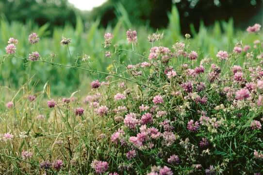 Image of crownvetch