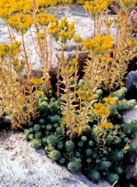 Image of <i>Sedum forsterianum</i>