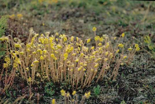 Image of <i>Sedum rupestre</i>