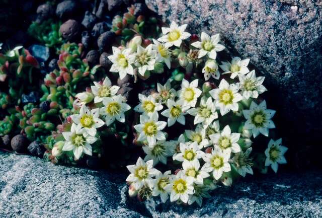 Plancia ëd Sedum sedoides (Decne.) Pau ex Vidal & Lopez