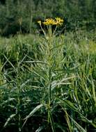 Plancia ëd Jacobaea paludosa (L.) Gaertn. Mey. & Scherb.