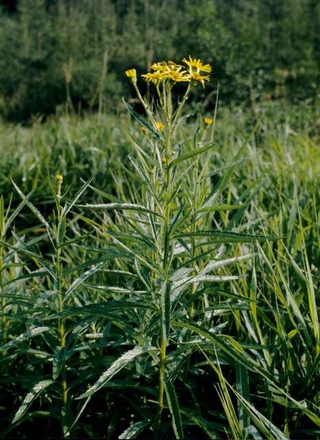 Plancia ëd Jacobaea paludosa (L.) Gaertn. Mey. & Scherb.