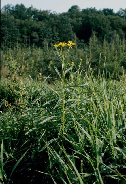 Imagem de Jacobaea paludosa (L.) Gaertn. Mey. & Scherb.