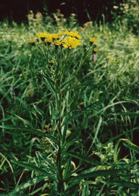 Imagem de Jacobaea paludosa (L.) Gaertn. Mey. & Scherb.