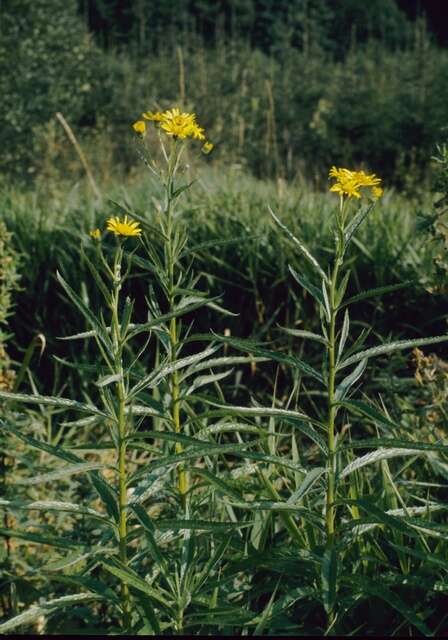 Imagem de Jacobaea paludosa (L.) Gaertn. Mey. & Scherb.