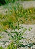 Image of sticky groundsel