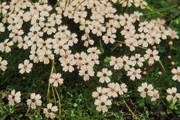 Image of Catchfly