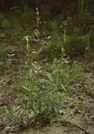 Image of Silene tatarica (L.) Pers.