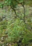 Image of Silene tatarica (L.) Pers.