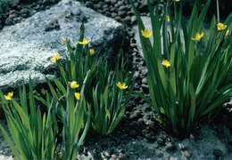 Image of Blue-eyed grass