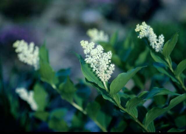 Maianthemum resmi