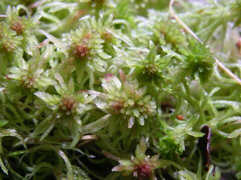 Image of toothed sphagnum