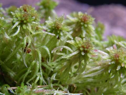 Image of toothed sphagnum