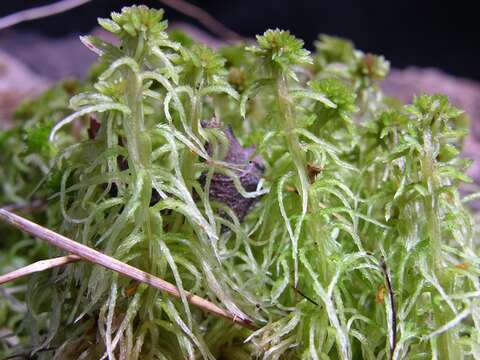 Imagem de Sphagnum cuspidatum Ehrhart ex G. F. Hoffmann 1796