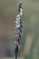 Image of Ladies'-tresses