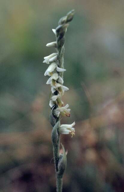 Image of Ladies'-tresses