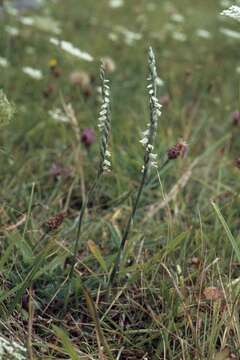 Image of Ladies'-tresses