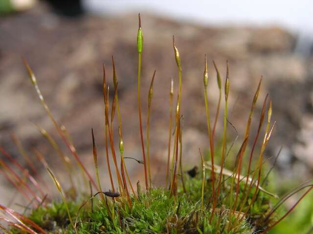 Image of tortula moss